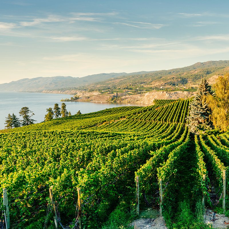 [소규모/당일] 밴쿠버 출발 와이너리&켈로나 한인투어 (캐나다/밴쿠버/켈로나)